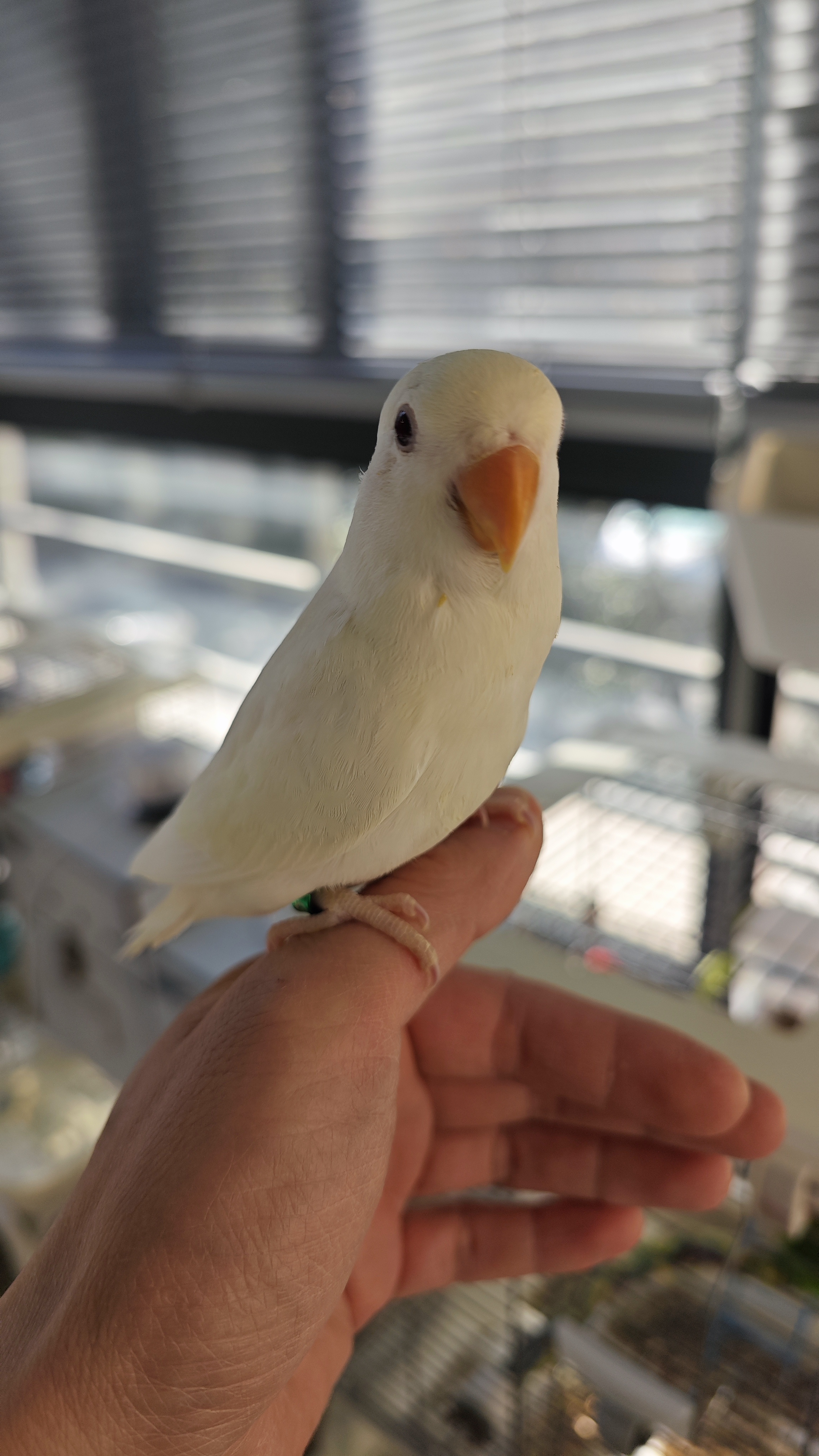 自家繁殖的白闪牡丹低价出售，喜欢详聊